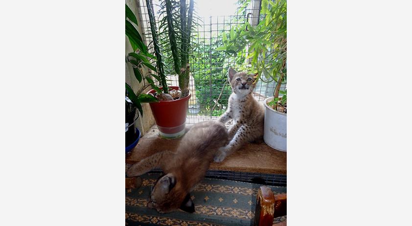 Летом в доме Мурашовых всегда много малышей.