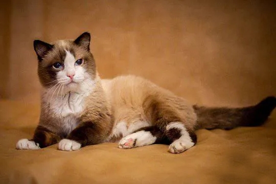 Кот Дашун