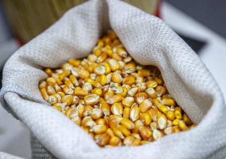 Россия осталась без семян подсолнечника и кукурузы из-за клопов