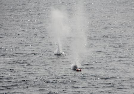 В Черном море впервые за несколько месяцев обнаружили мину
