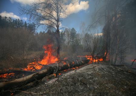 В Чернобыльской зоне загорелся лес