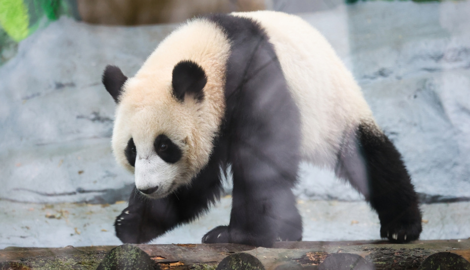Панда Катюша в Московском зоопарке