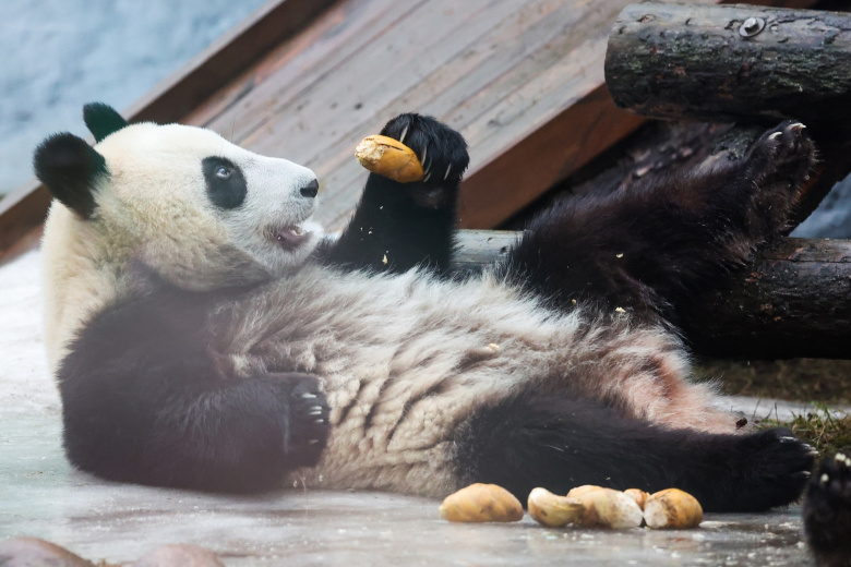 Панда Катюша в Московском зоопарке