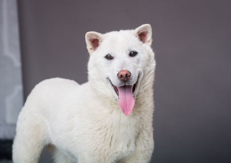 Британка лишилась рук и ног из-за своей собаки
