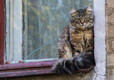Коты совершили дерзкое ограбление холодильника и попали на видео