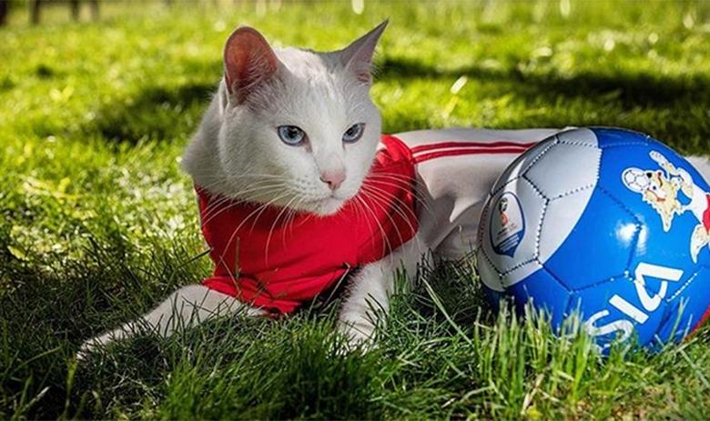 Кот Ахилл