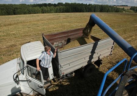 В России ожидается рекордный урожай зерна