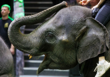 В Индии умер слон после покраски для фотосессии блогерши