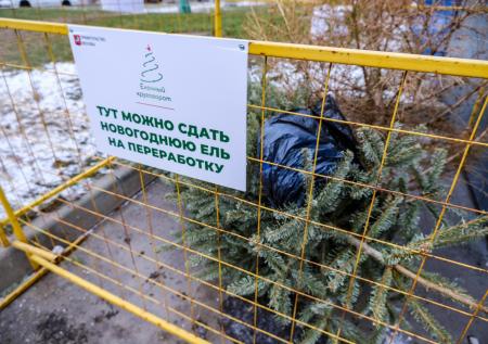 Юрист предупредил о штрафах за неправильную утилизацию новогодней елки