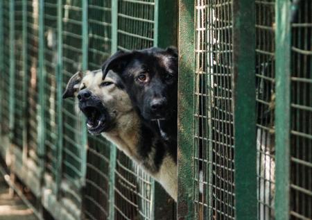Заключенные убрались в приюте для бездомных животных в Кемерове