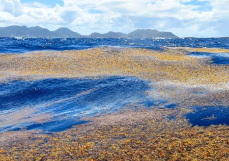 К Флориде приближается огромный шар из токсичных водорослей