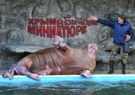 Моржа Салтана из крымского зоопарка научили качать пресс