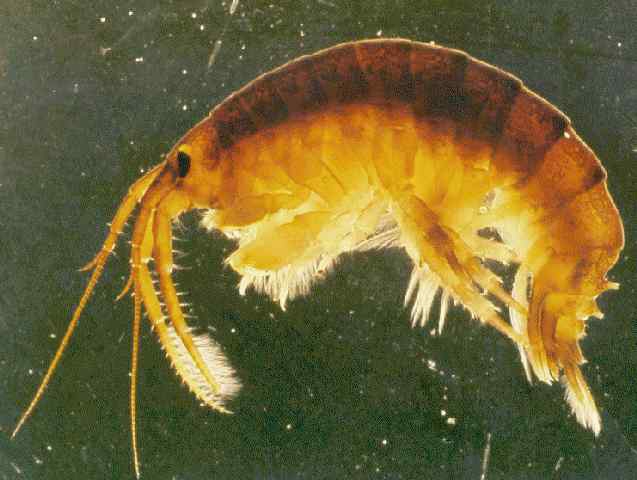 Dikerogammarus villosus
