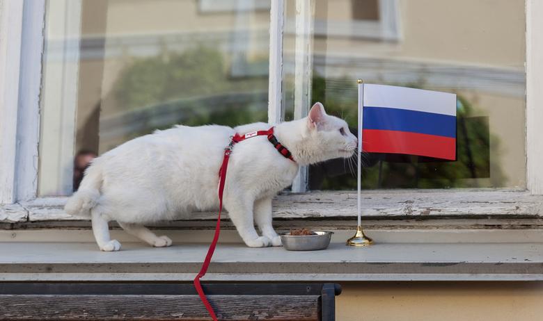 Кот Ахилл
