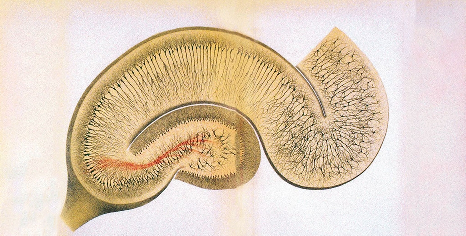 Схематичное изображение гиппокампа