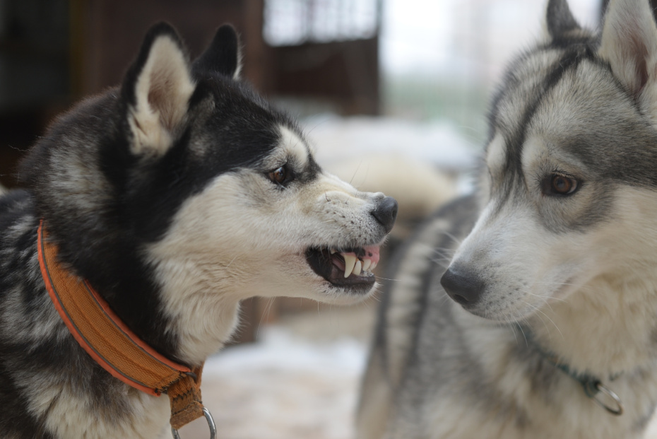 «Отец собирал фрагменты лица»: спасут ли ребенка после нападения двух хаски