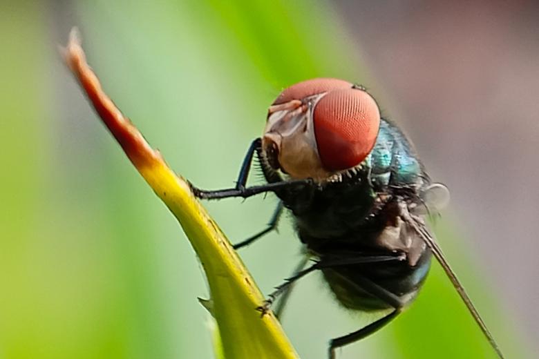 Cochliomyia hominivorax