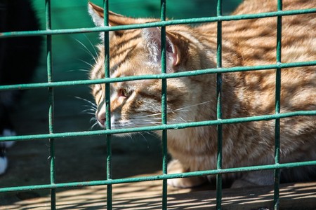 Правозащитник оценил идею разрешить заключенным заводить кошек