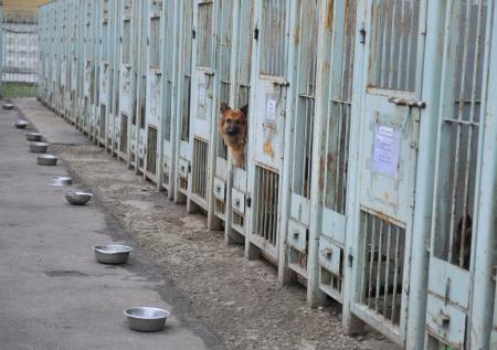 Собакам-спасателям предоставят комфортные условия труда 