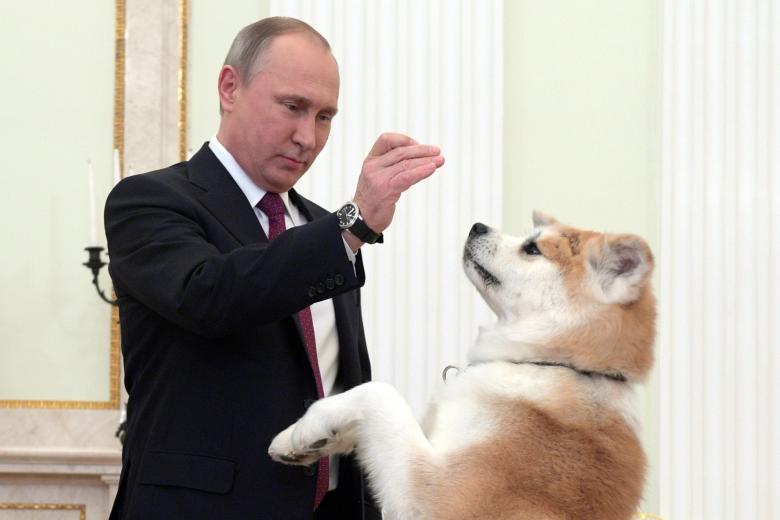 Президент РФ Владимир Путин с собакой по кличке Юмэ (Мечта) породы акита-ину, подаренной в 2012 году губернатором префектуры Акита Норихисом Сатакэ