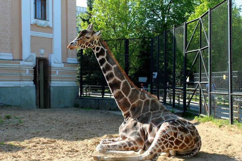 Жираф Самсон в открытом вольере Московского зоопарка