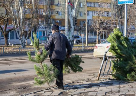 Юрист рассказал, можно ли вернуть живую новогоднюю елку по гарантии