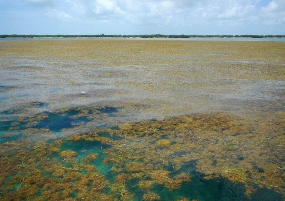 Саргассово море