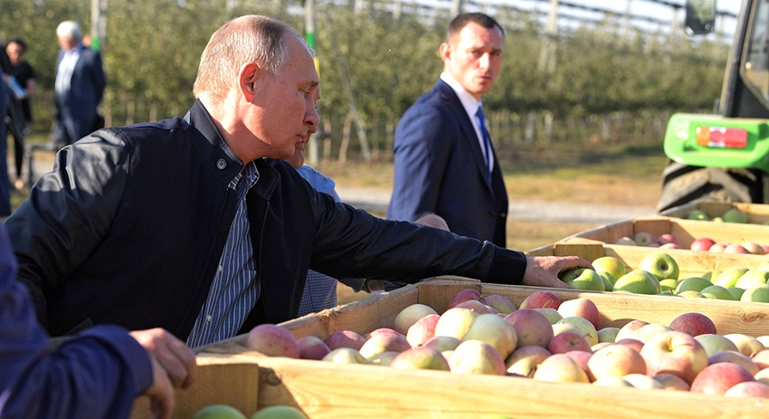 Владимир Путин заметил, что яблоки как будто покрыты специальным составом. Но это была просто ставропольская пыль