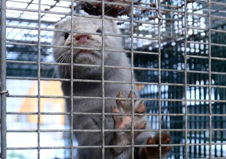 В Испании убьют тысячи норок из-за коронавируса