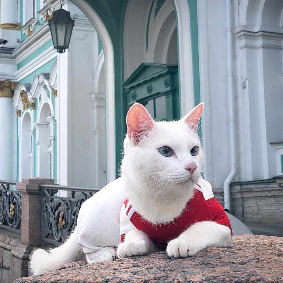 Кот Ахилл — главный кот из Эрмитажа