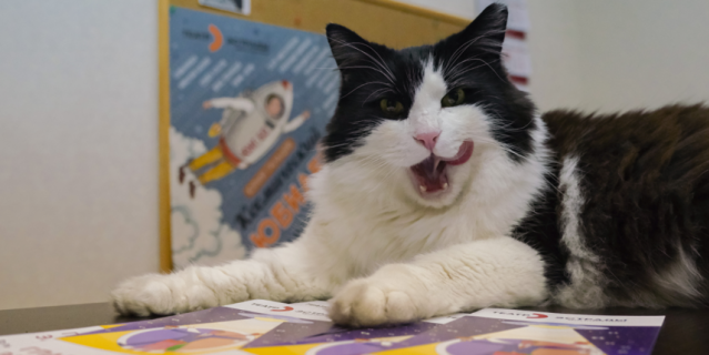 Кот Яша служит в Театре эстрады