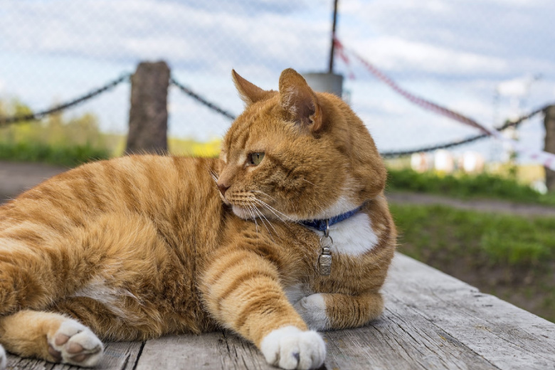 Кот Филимон из Выборгского замка