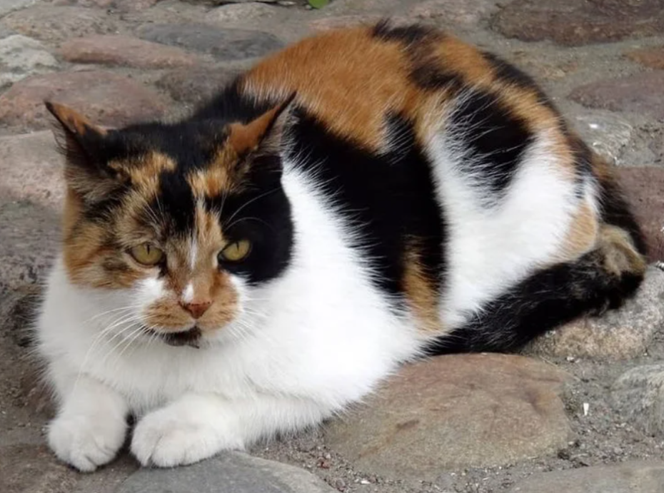 Кошка Капитолина живёт в Петропавловском соборе уже больше 20 лет