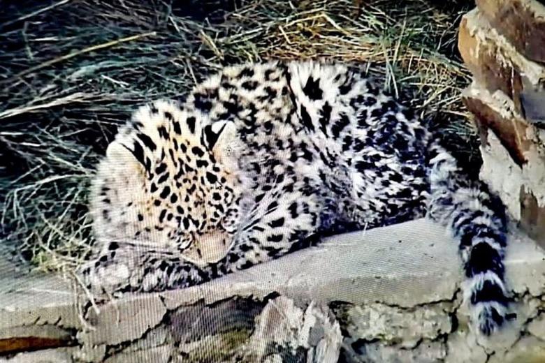 Котенок леопарда Leo 260M