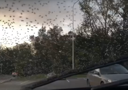 Красноярск атаковали полчища неизвестных мошек