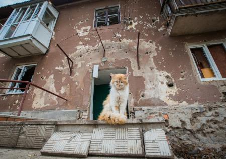 «С болью смотрел на меня»: как волонтёры спасают животных в Донбассе