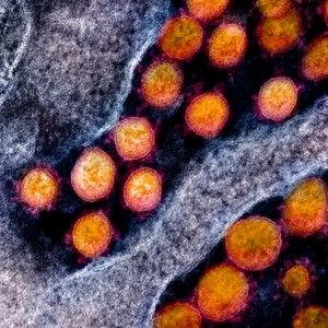 Алфавита не хватит: коронавирус мутирует быстрее, чем его успевают называть