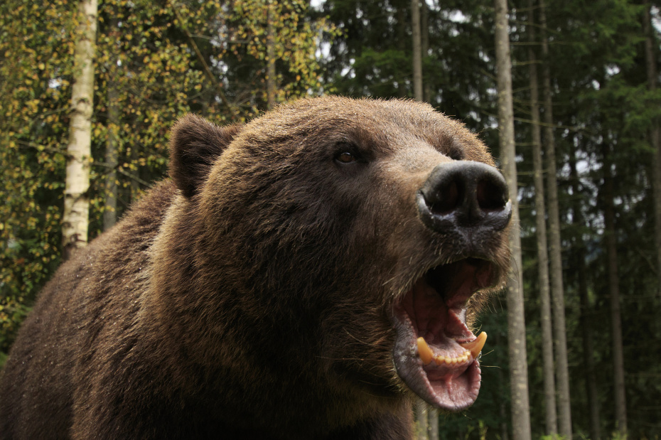 Медведь растерзал охотника под Москвой: что произошло, как он выжил