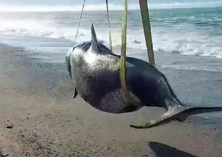 Появилось видео спасения выброшенной на мелководье косатки на Камчатке