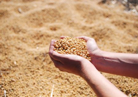 Минсельхоз поддержал допуск продукции с ГМО в Россию