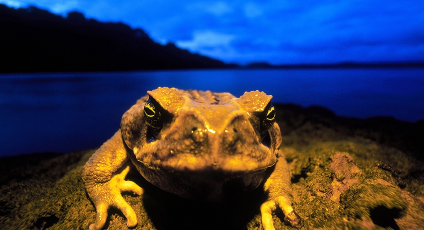 Жаба bufo marinus