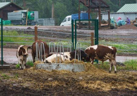 Власти передадут скот с брошенных подворий в Чемодановке одному человеку