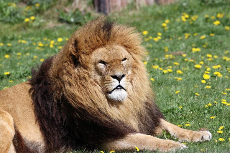 Lion