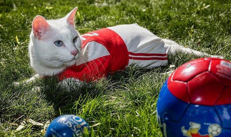 Кот Ахилл