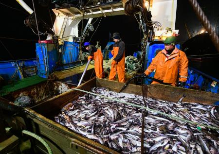 Российские рыбаки с начала года увеличили улов на 6,3%