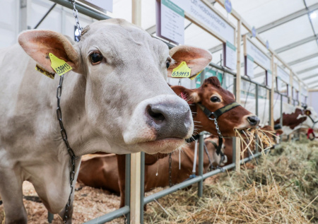 В ГД нашли способ защитить животноводство от недружественных стран