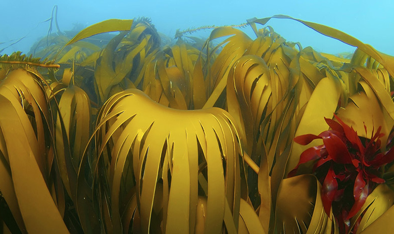 Ламинария традиционно считается богатым источником йода