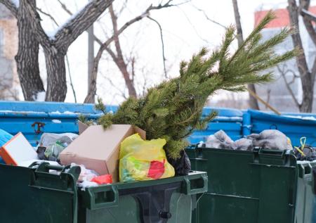В Госдуме раскрыли, почему опасно выбрасывать новогодние елки на мусорку