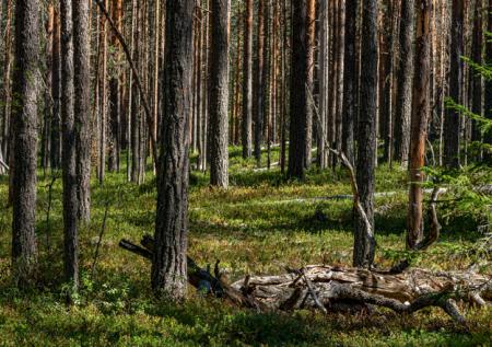 Браконьеры ранили охотинспектора в Амурской области