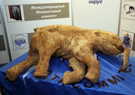Глава Якутии надеется скоро увидеть живых мамонтов в тундре